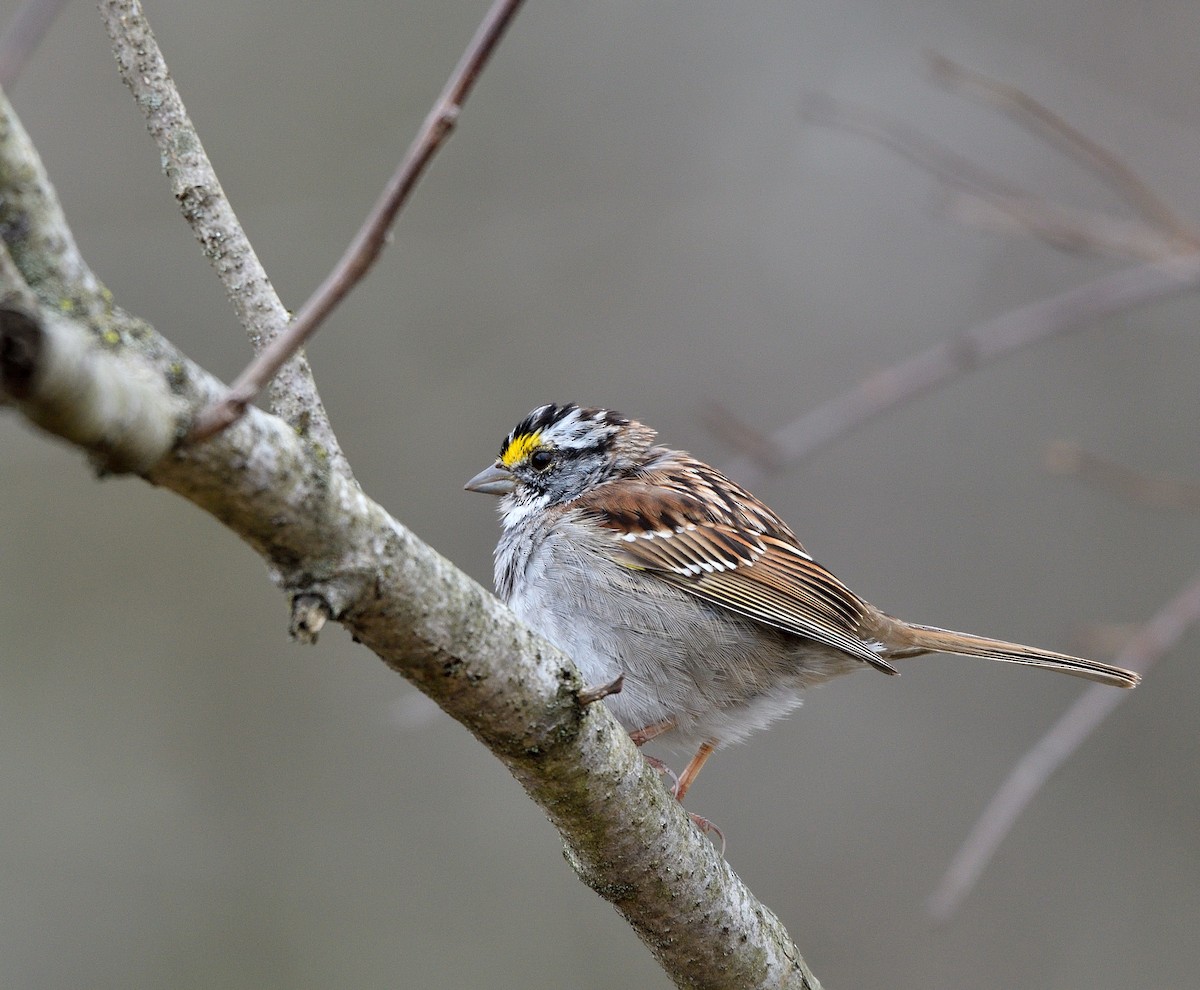 White-throated Sparrow - ML633671124