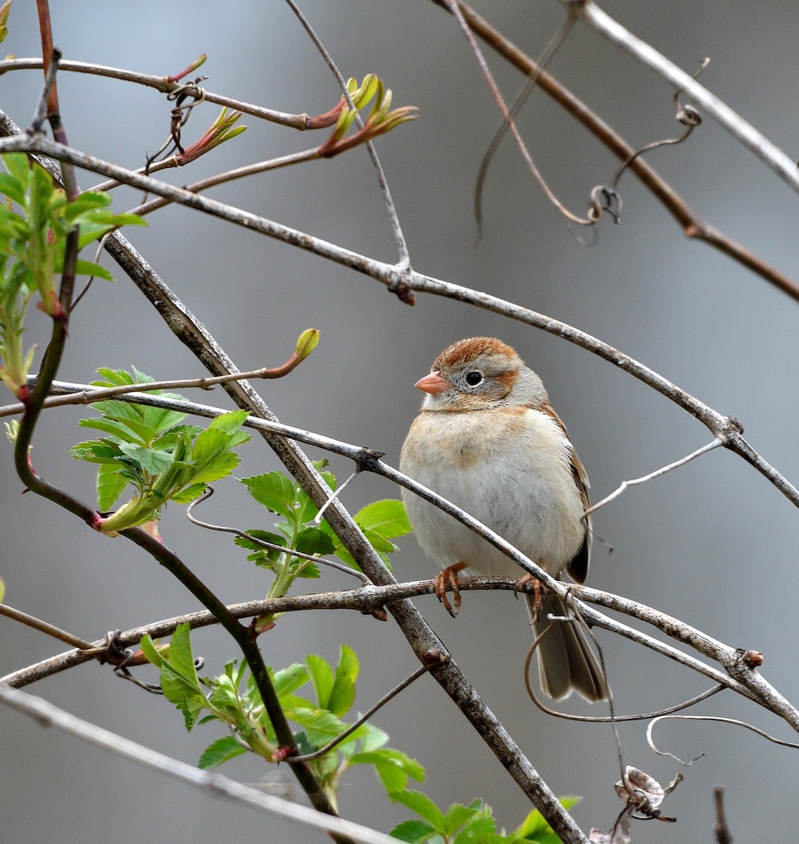 Field Sparrow - ML633671136