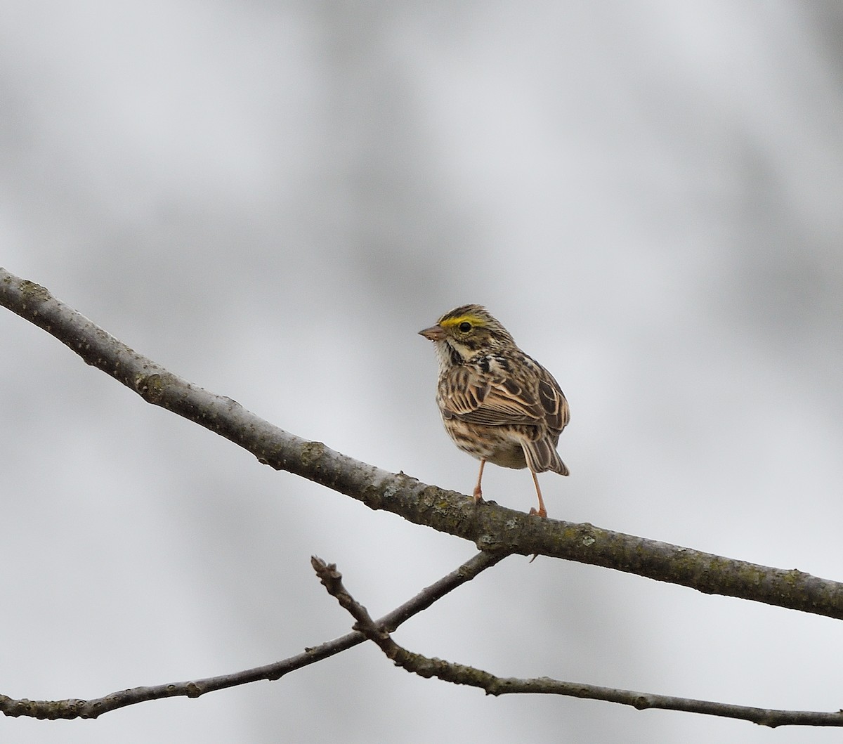 Savannah Sparrow - ML633671147