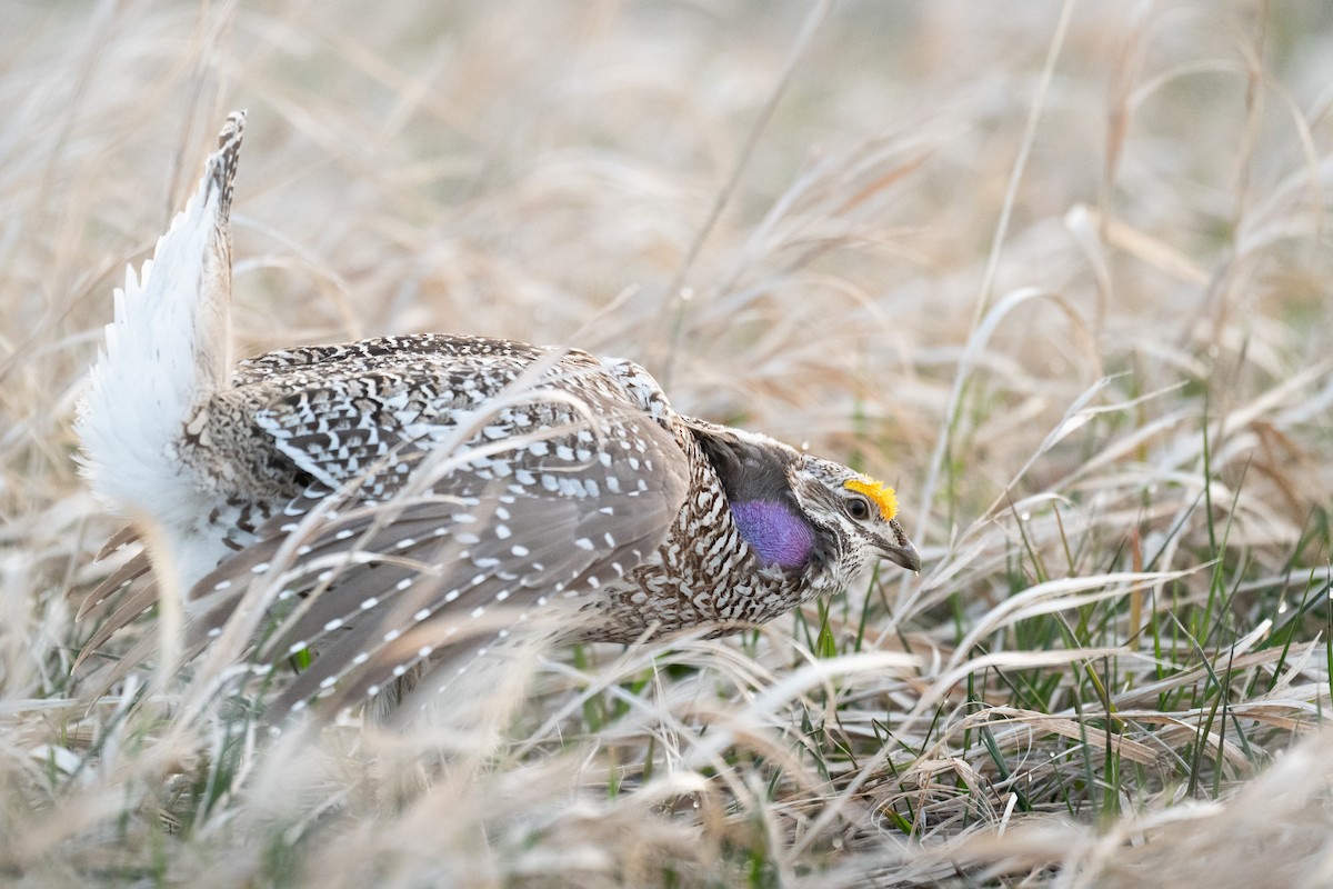 Sharp-tailed Grouse - ML633671243
