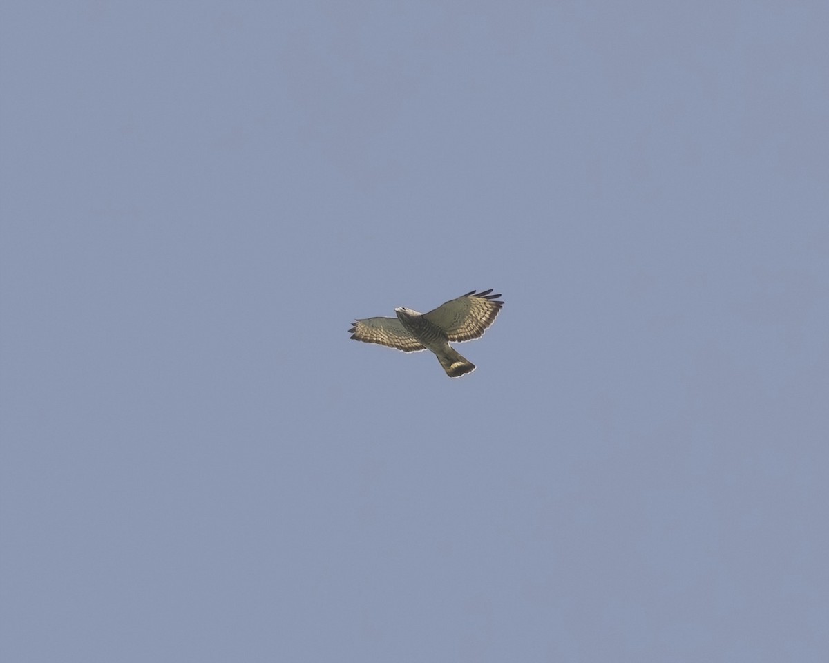 Broad-winged Hawk - ML633671246