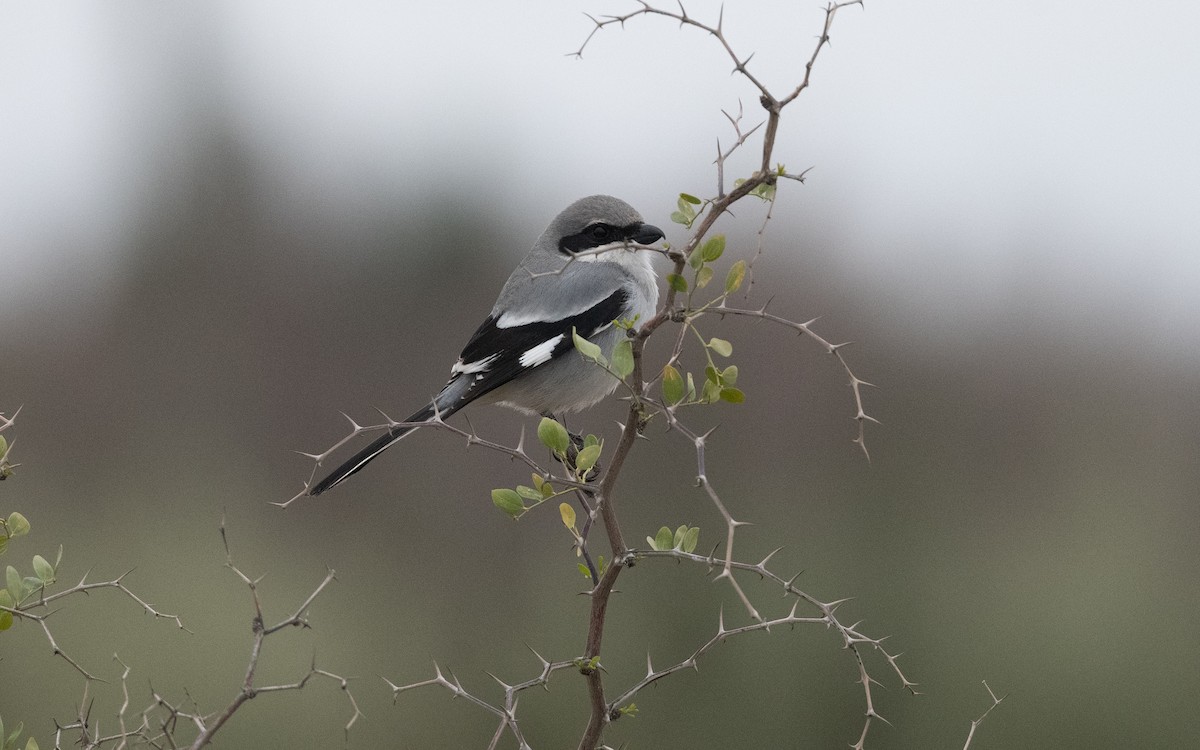 Great Gray Shrike (Sahara) - ML633671294