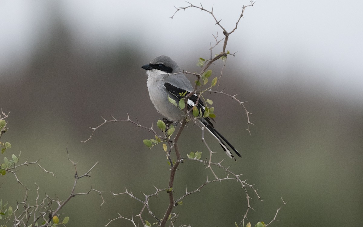 Great Gray Shrike (Sahara) - ML633671295