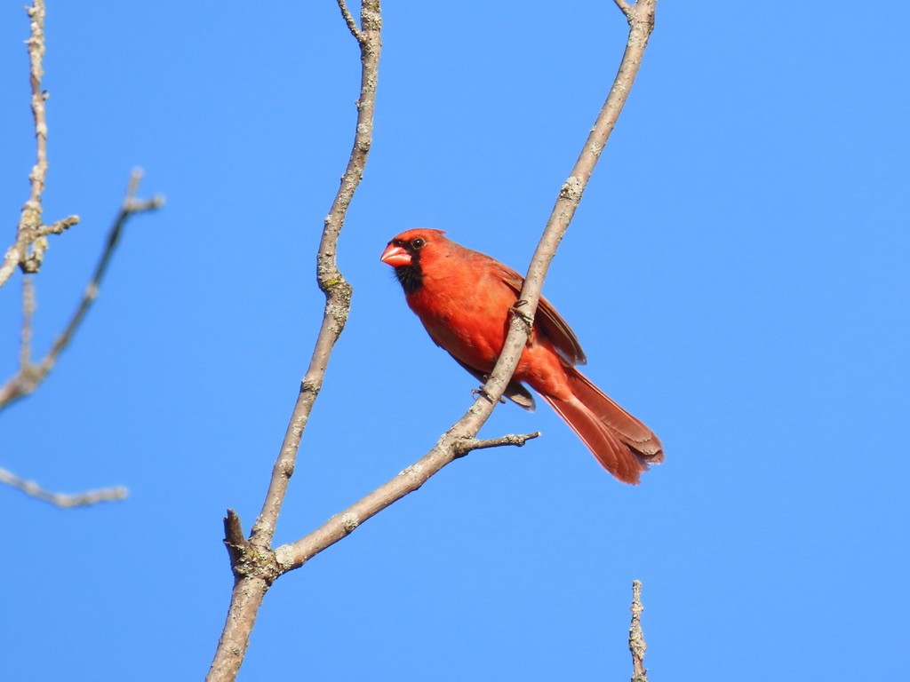 Northern Cardinal - ML633671364
