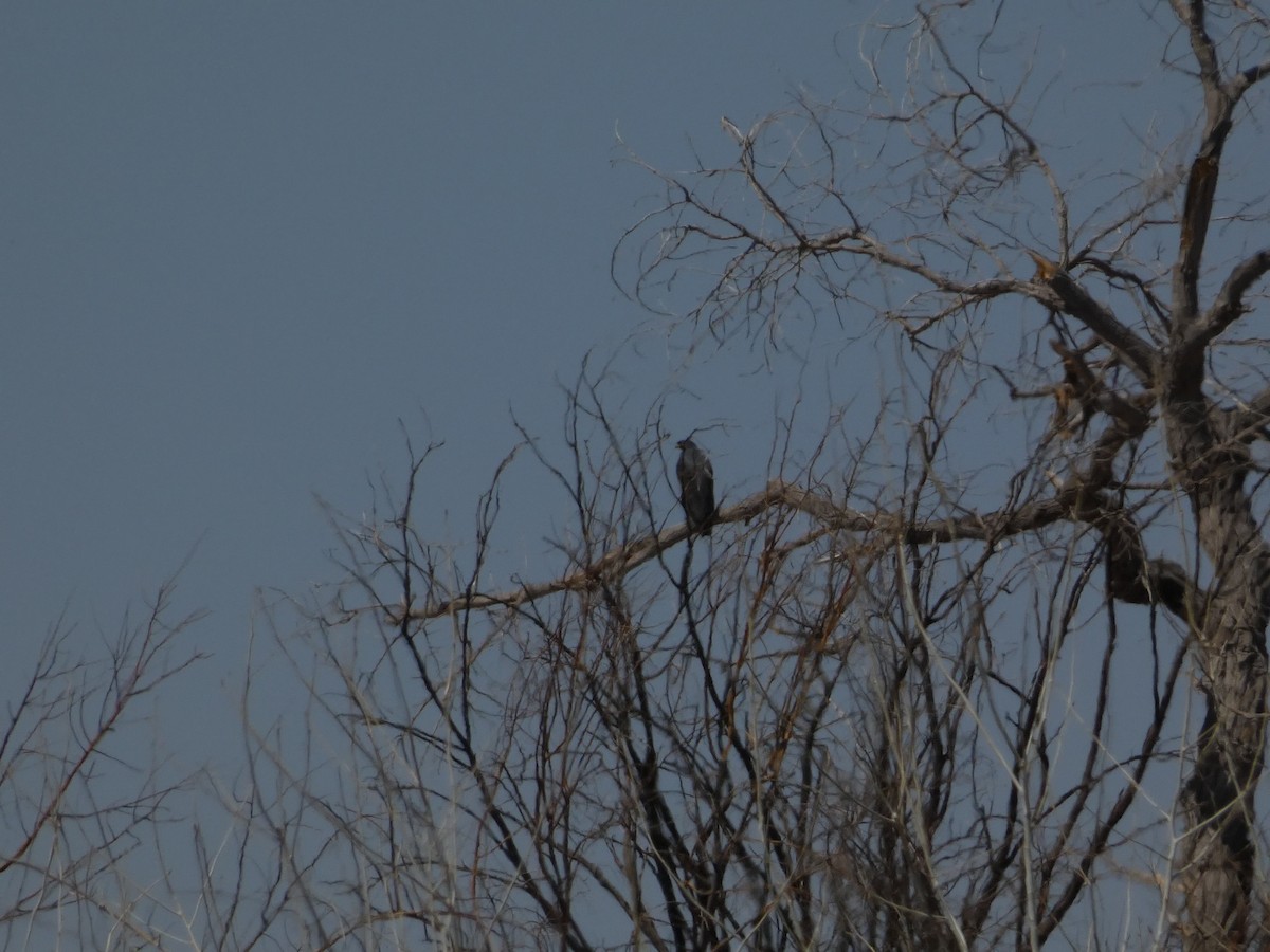 Common Black Hawk - ML633671472