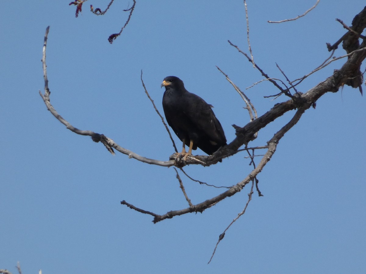 Common Black Hawk - ML633671473