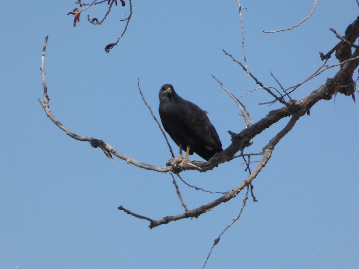 Common Black Hawk - ML633671474