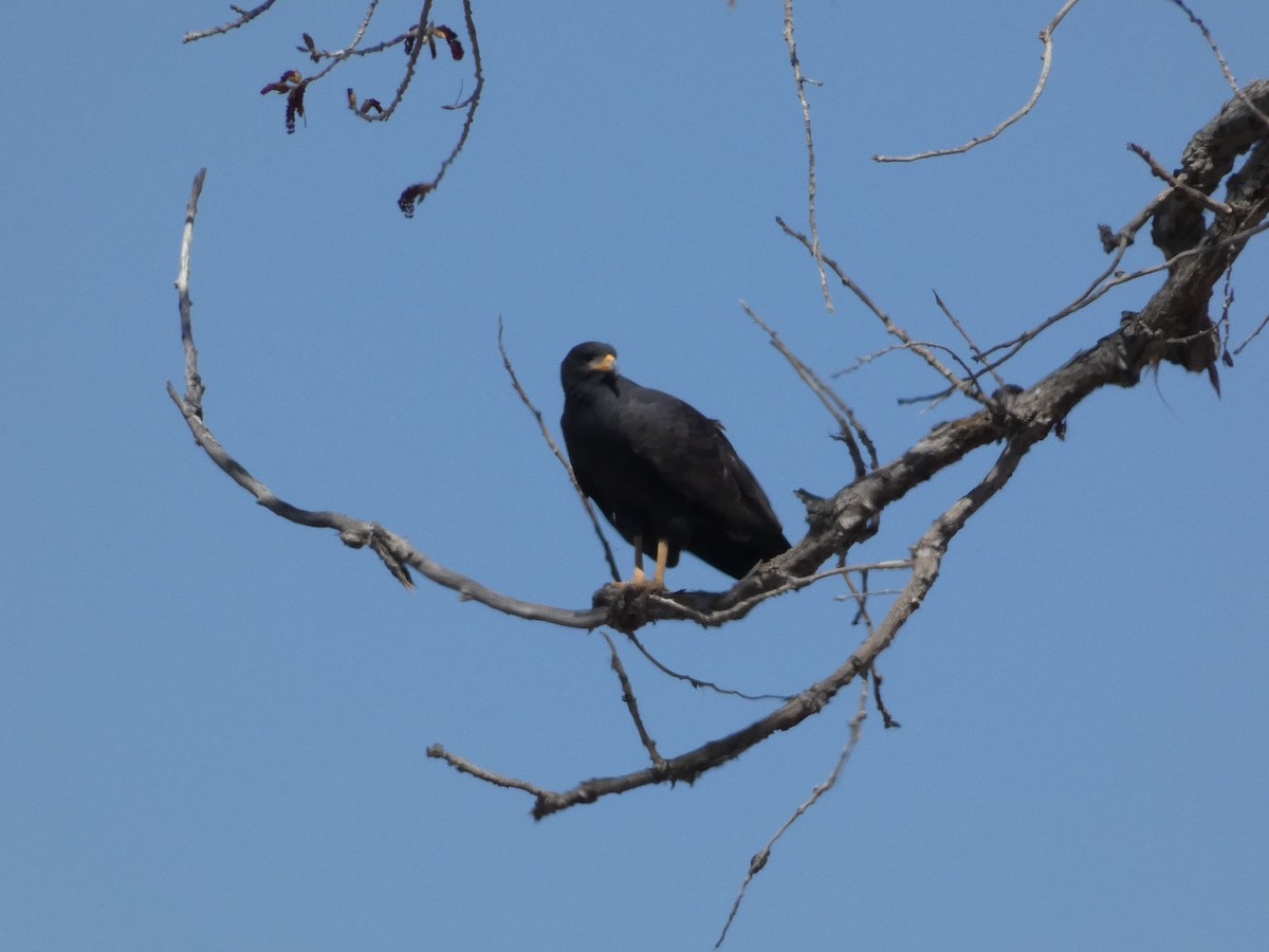 Common Black Hawk - ML633671475
