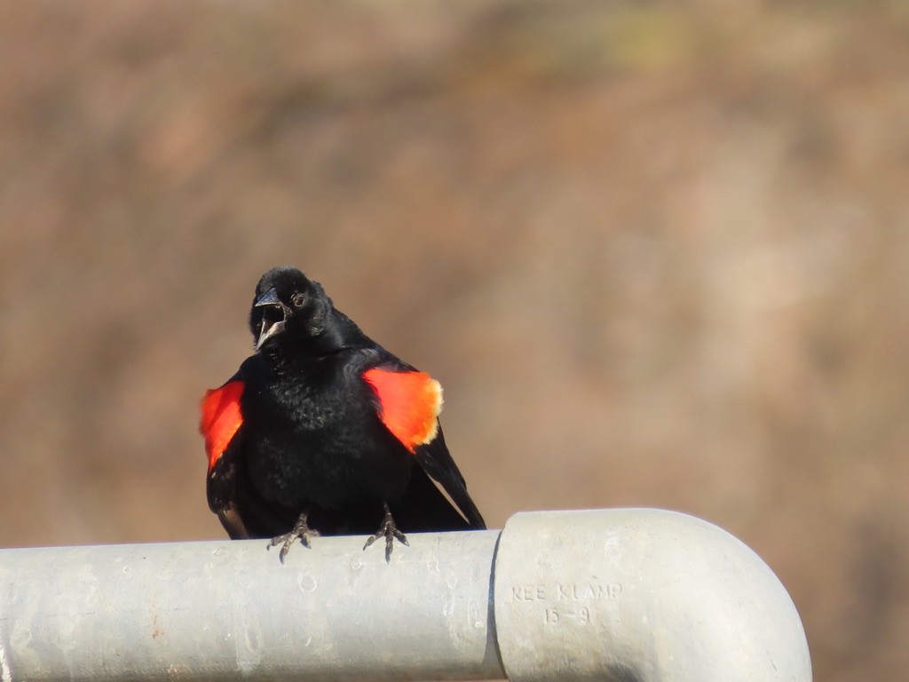 Red-winged Blackbird - ML633671484