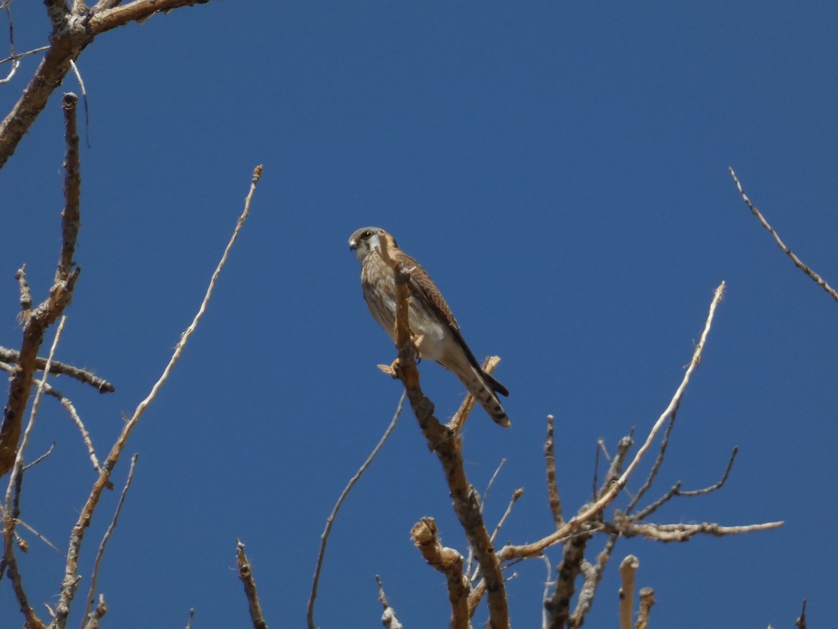 American Kestrel - ML633671496