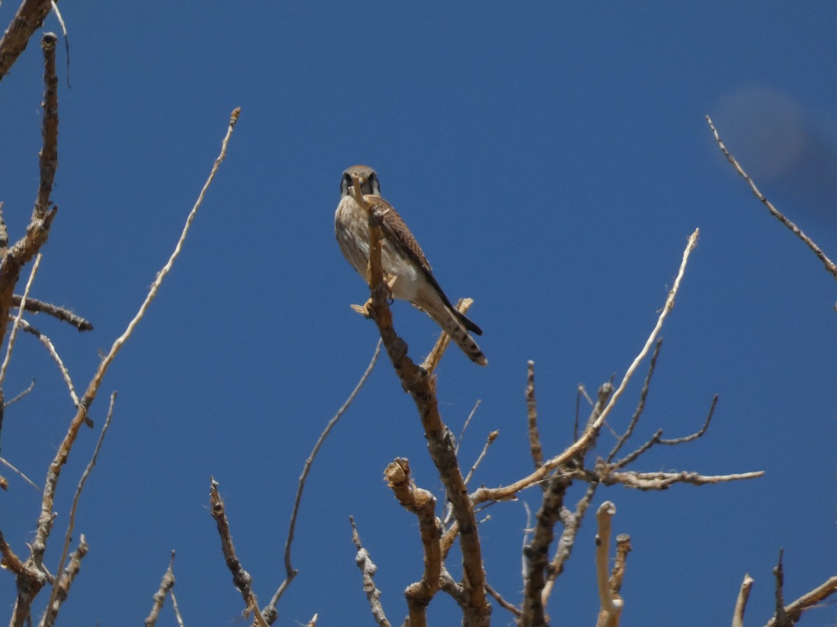 American Kestrel - ML633671497