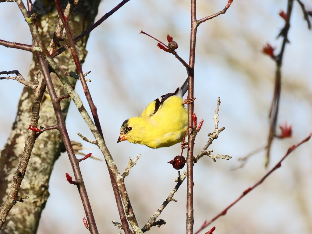 American Goldfinch - ML633671499