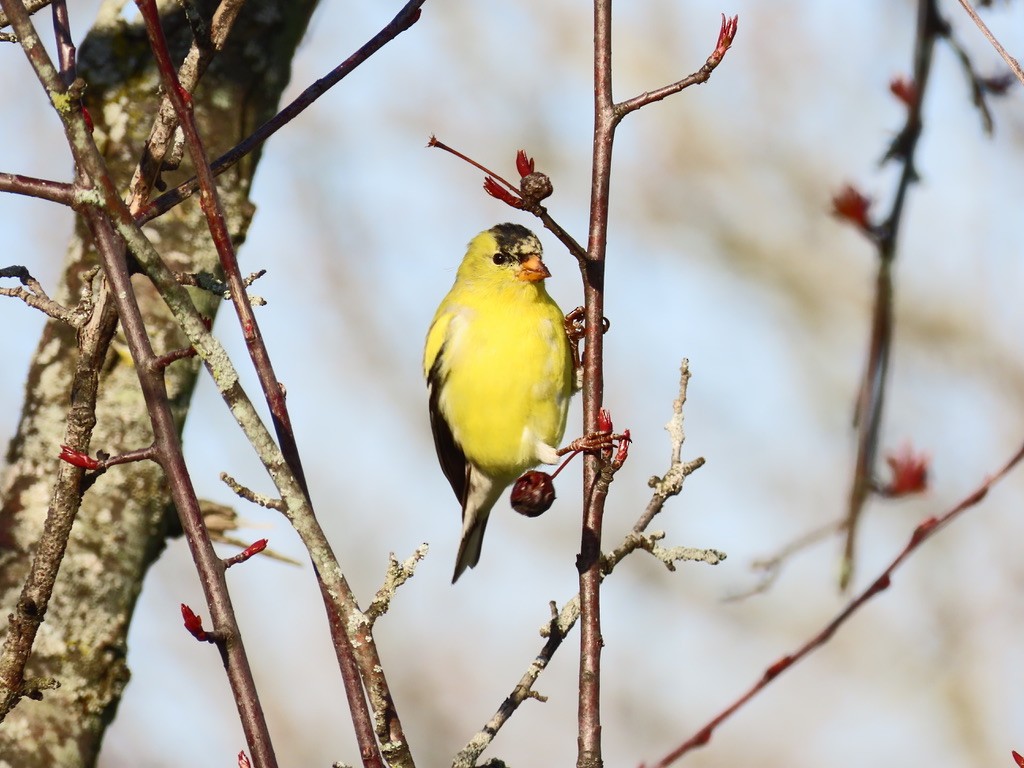 American Goldfinch - ML633671500