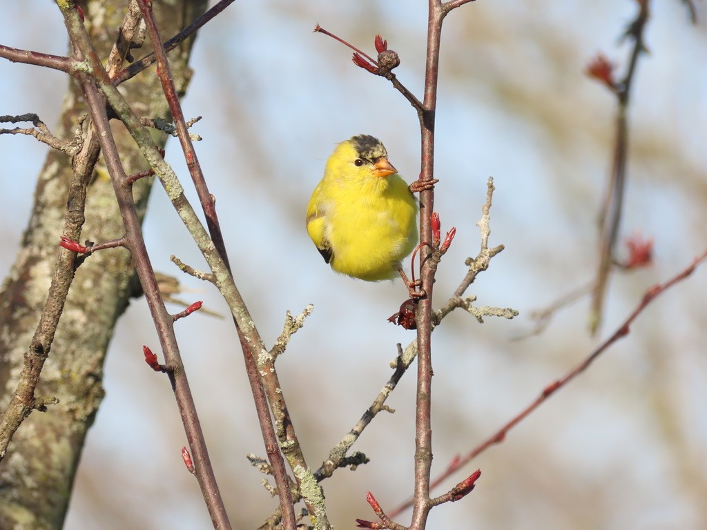 American Goldfinch - ML633671501