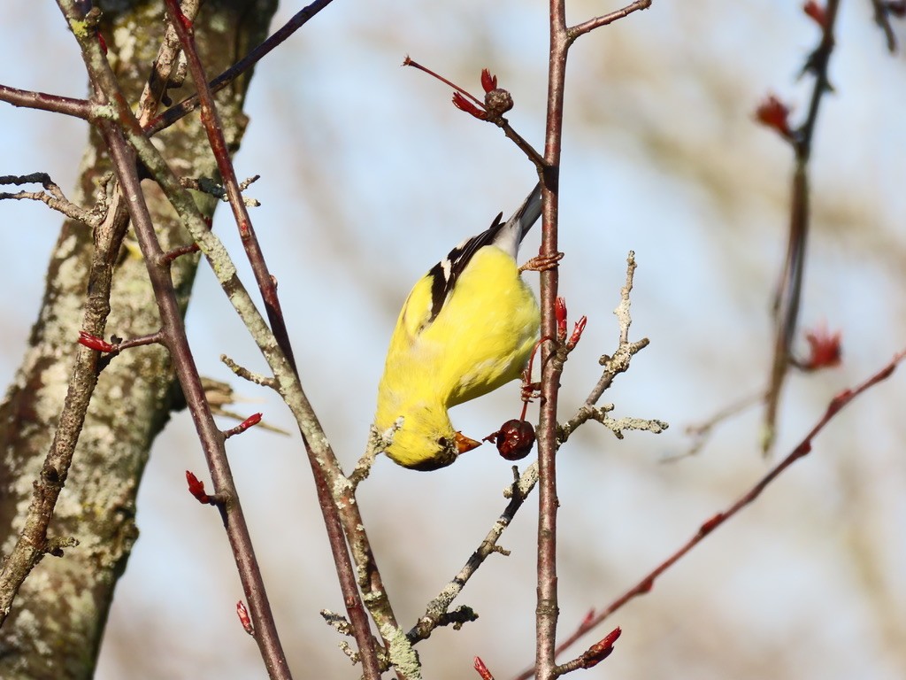 American Goldfinch - ML633671502