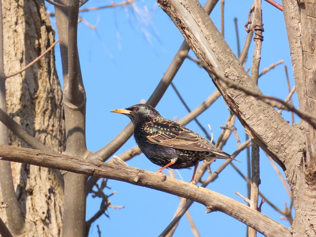 European Starling - ML633671529
