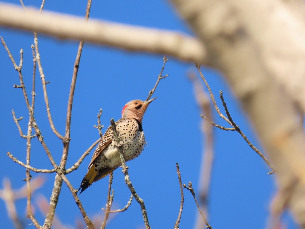 Northern Flicker - ML633671569