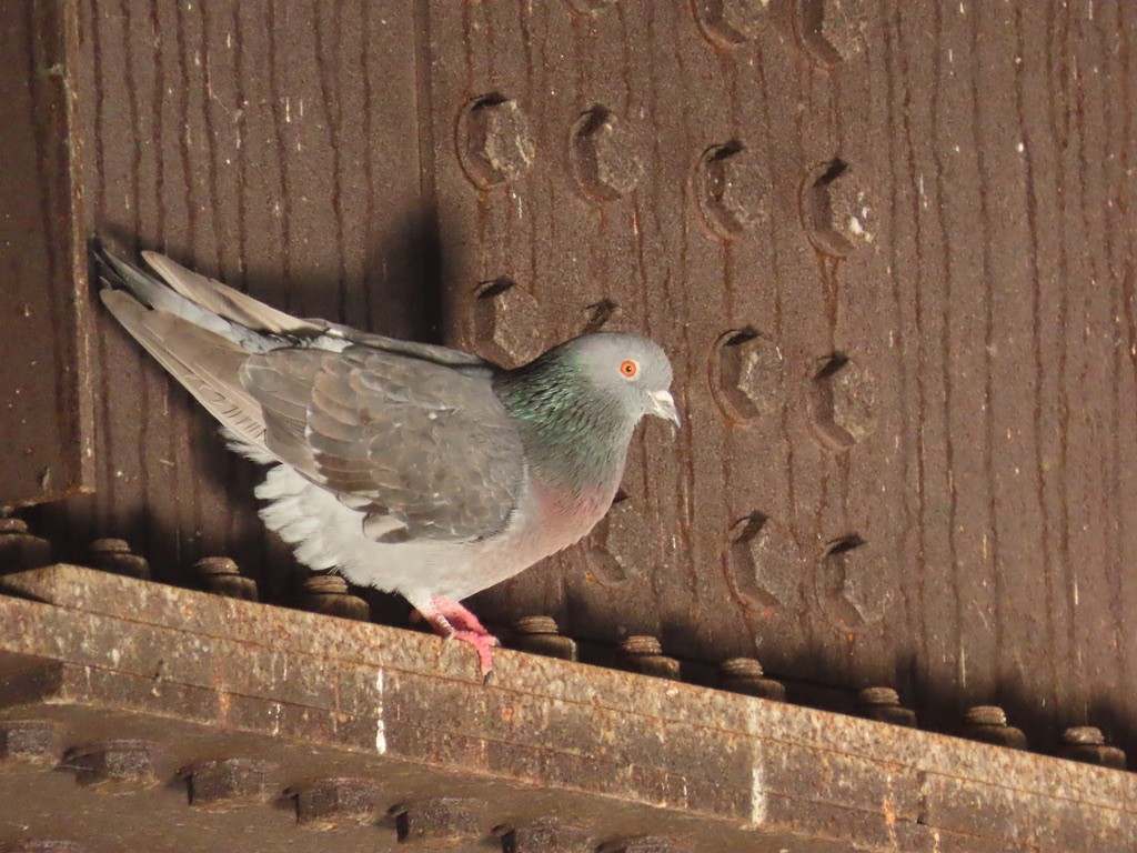Rock Pigeon (Feral Pigeon) - ML633671590