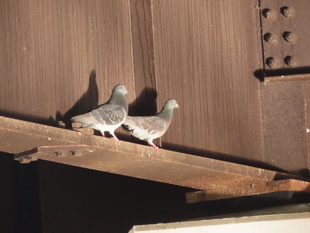 Rock Pigeon (Feral Pigeon) - ML633671591