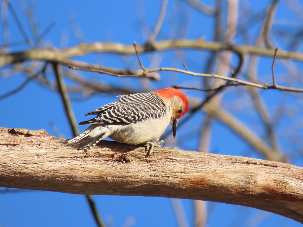 Red-bellied Woodpecker - ML633671634