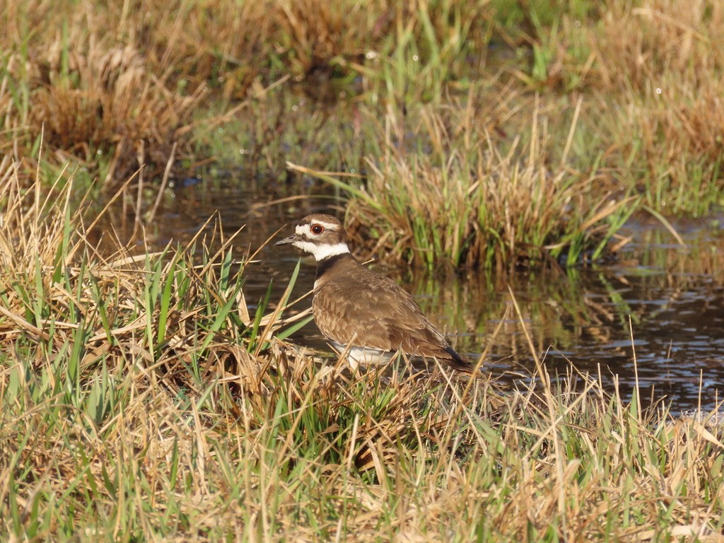 Killdeer - ML633671663