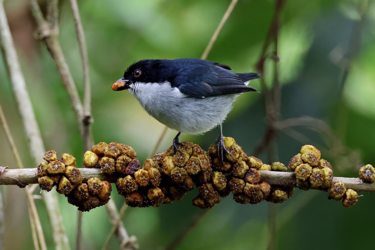 Bicolored Flowerpecker - ML633671689