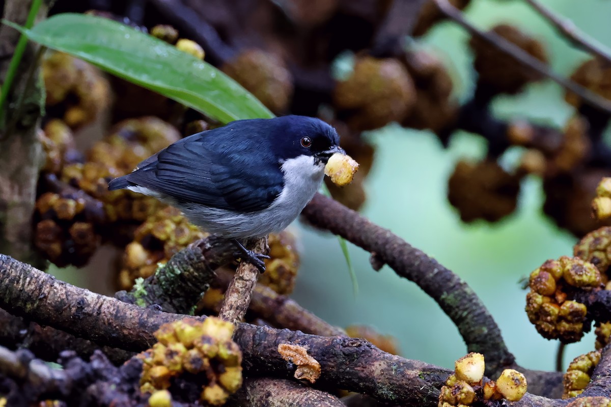 Bicolored Flowerpecker - ML633671691