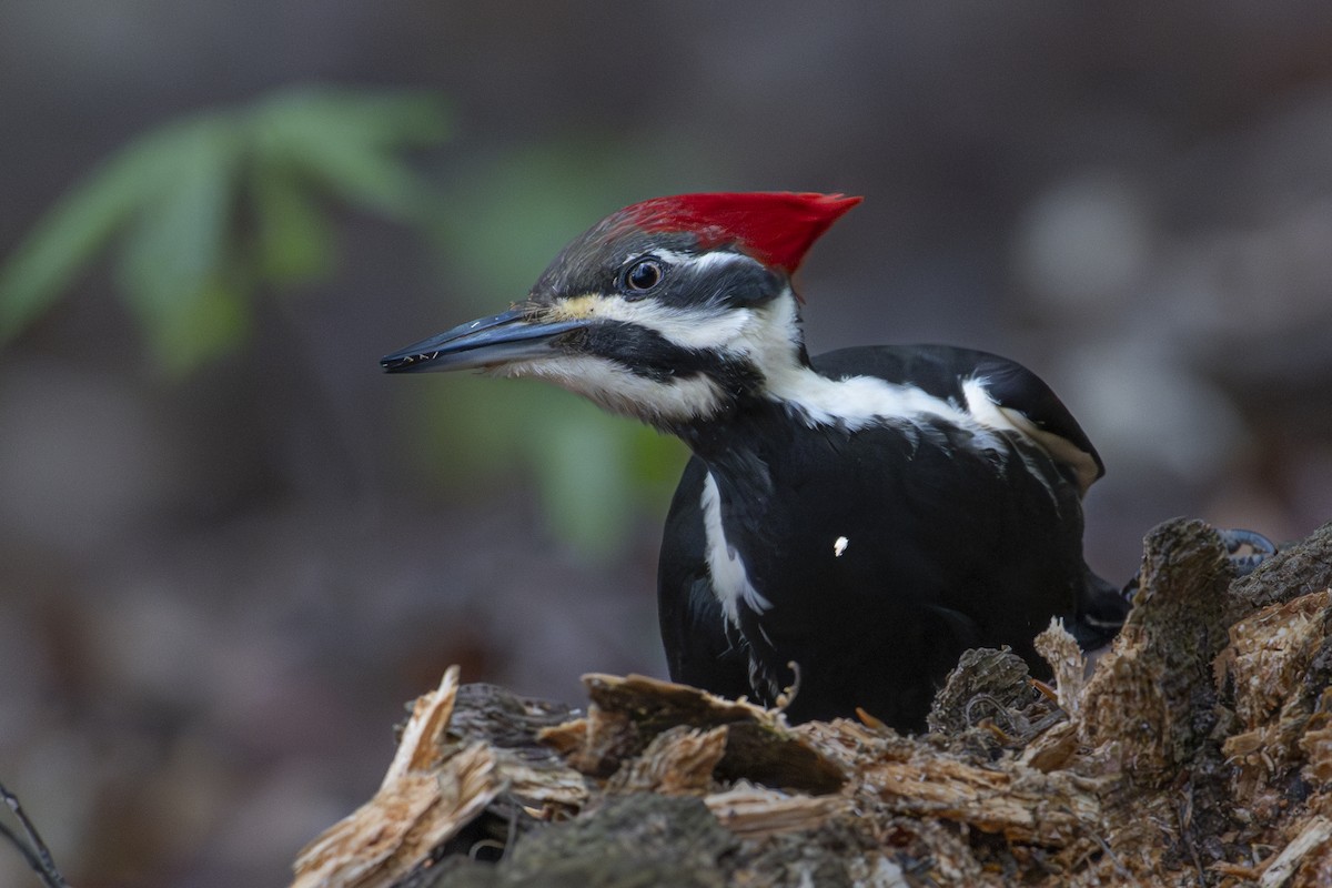 Pileated Woodpecker - ML633672068