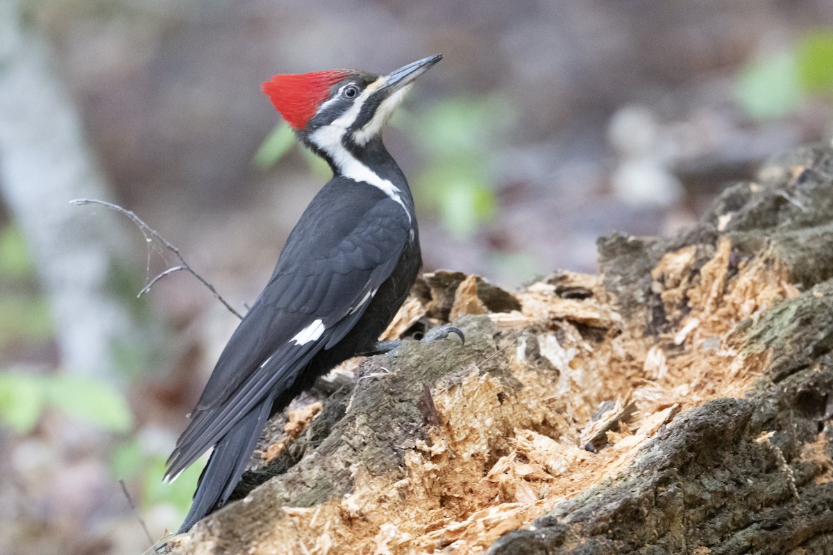 Pileated Woodpecker - ML633672069