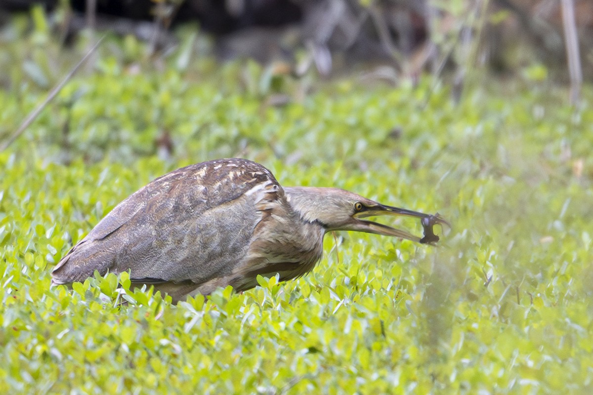 American Bittern - ML633672110