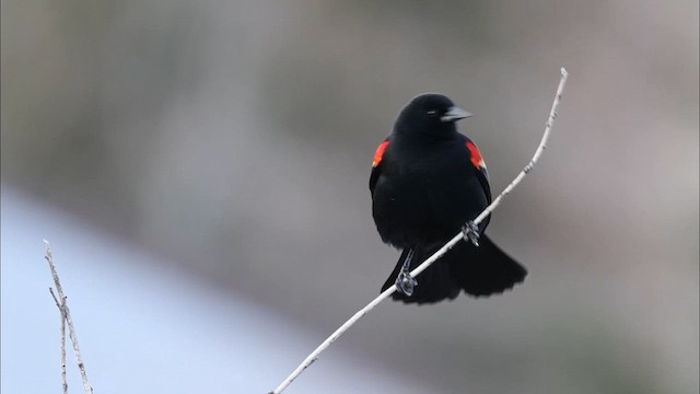 Sargento Alirrojo - ML633672129