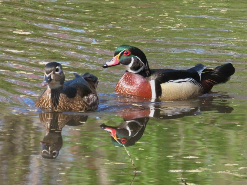 Wood Duck - ML633672253