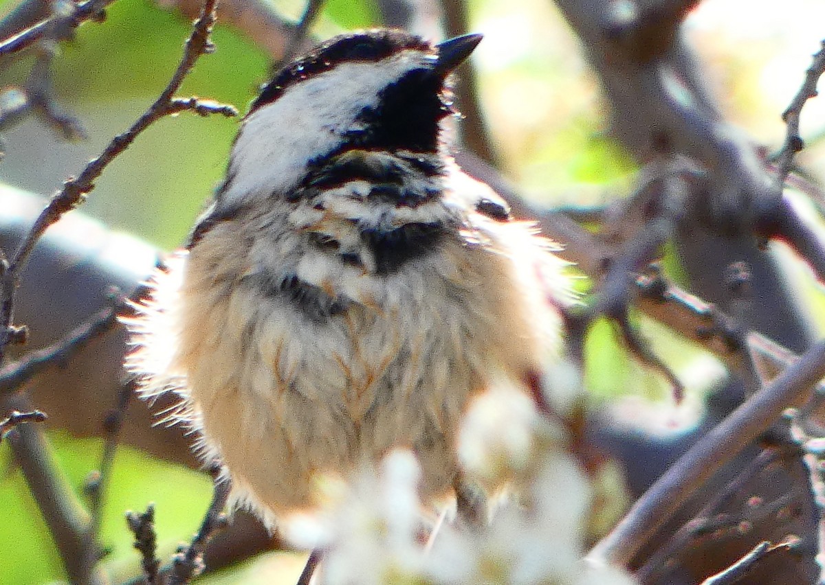 Black-capped Chickadee - ML633672458