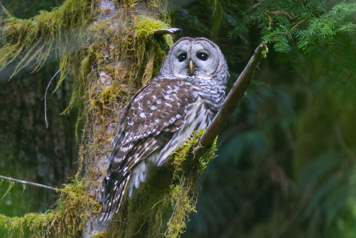Barred Owl - ML633672505