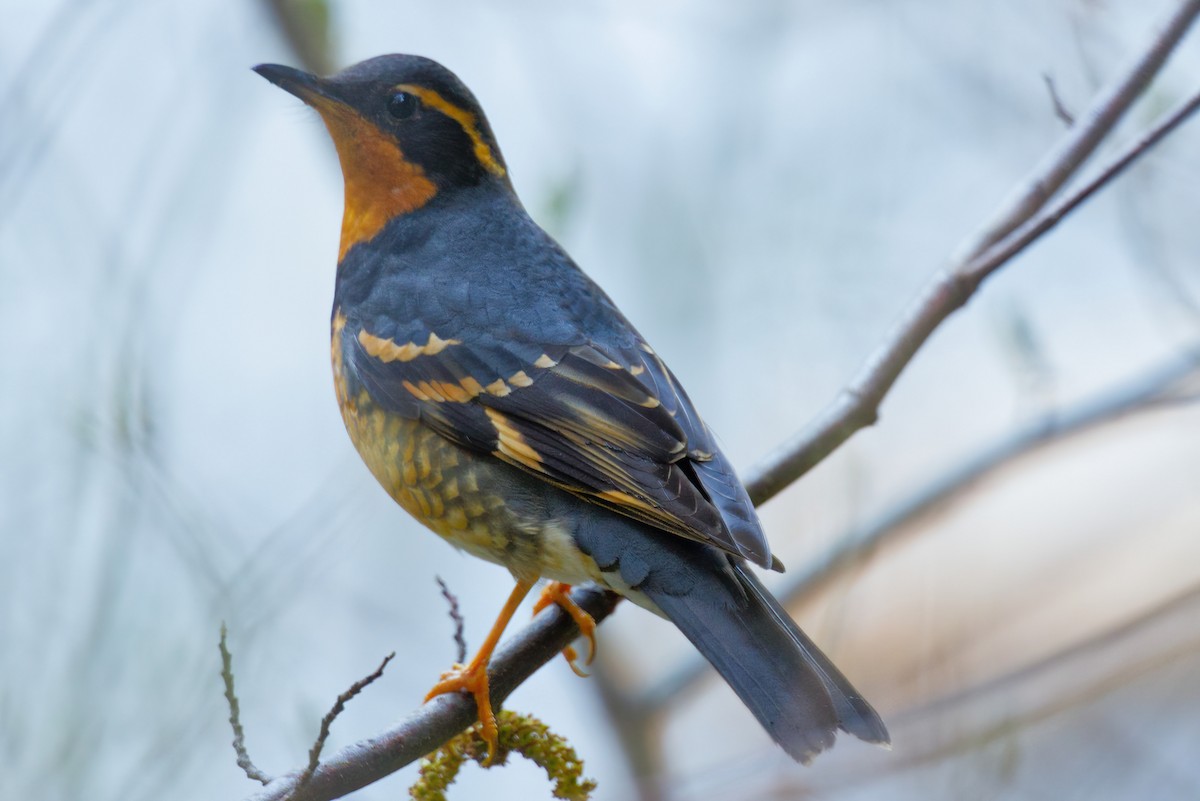 Varied Thrush - ML633672515