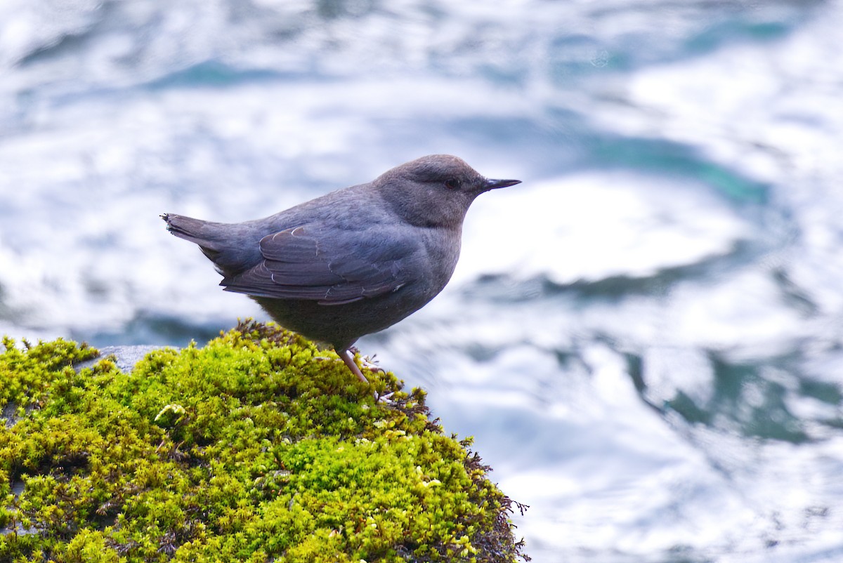 American Dipper - ML633672529