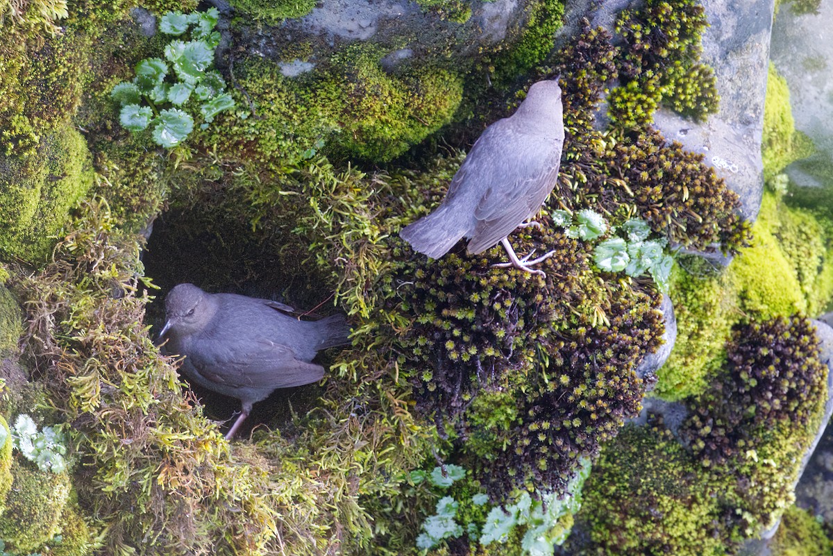 American Dipper - ML633672530
