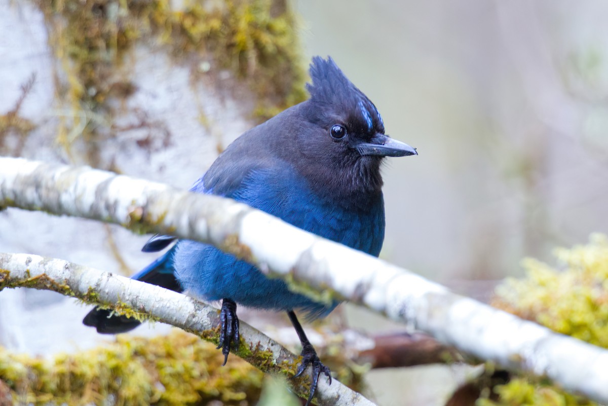 Steller's Jay - ML633672535