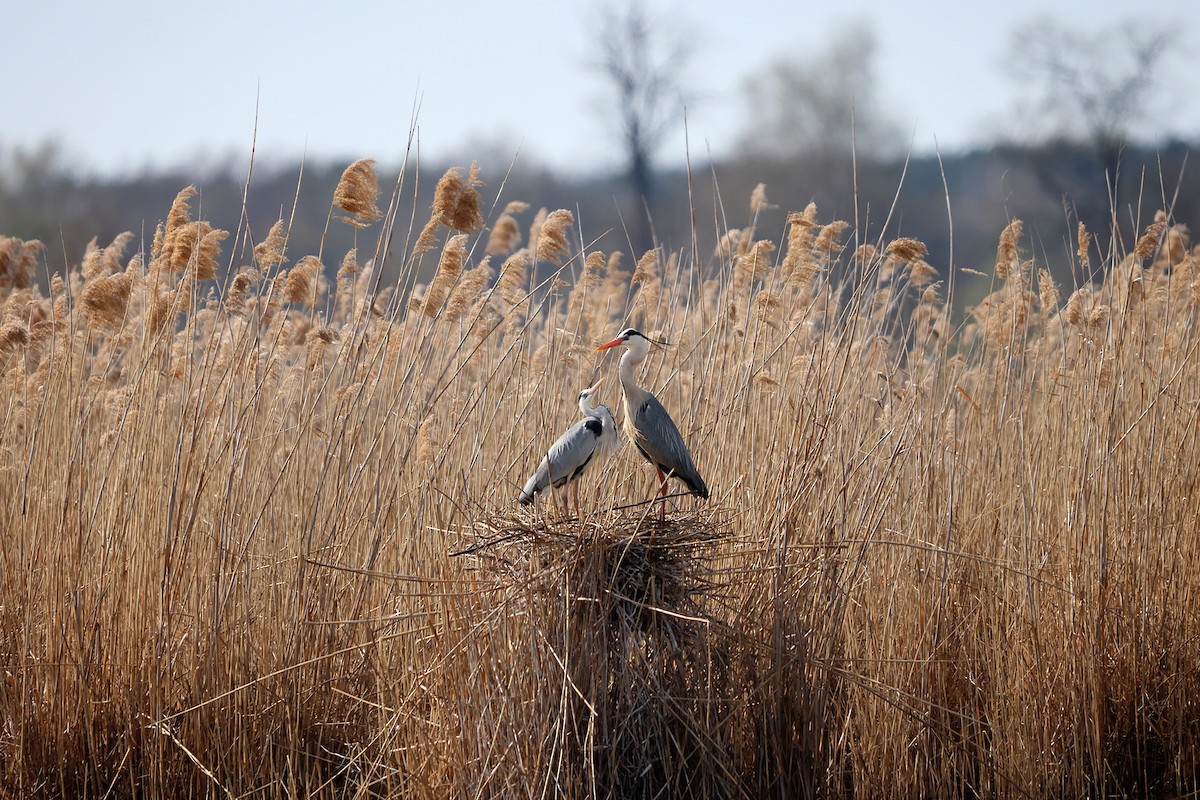 Gray Heron - ML633672586