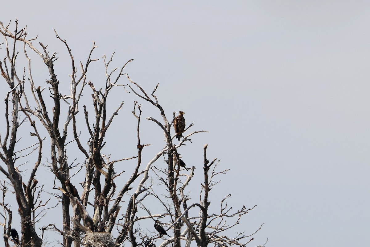 White-tailed Eagle - ML633672632