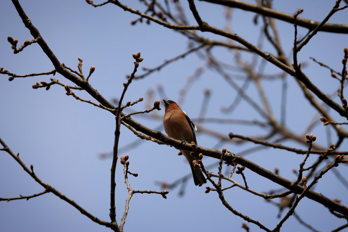 Common Chaffinch - ML633672655