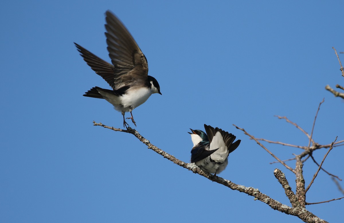 Tree Swallow - ML633672674