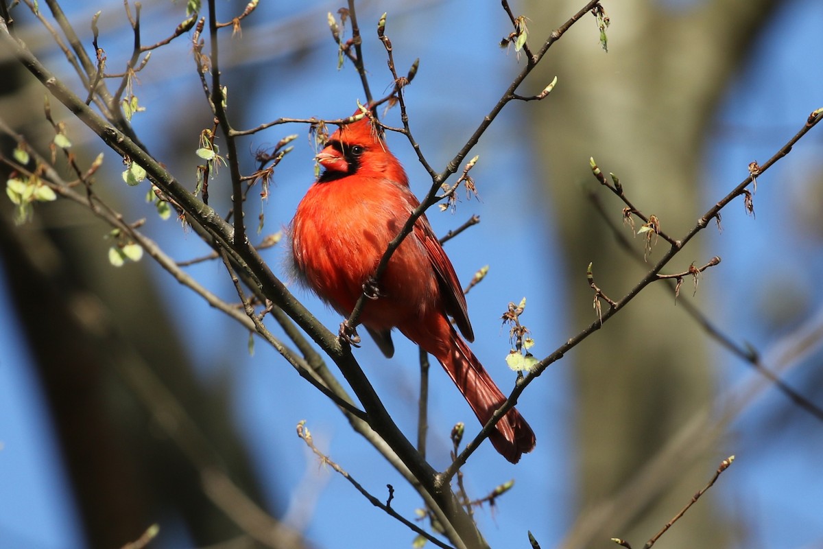 Northern Cardinal - ML633672679