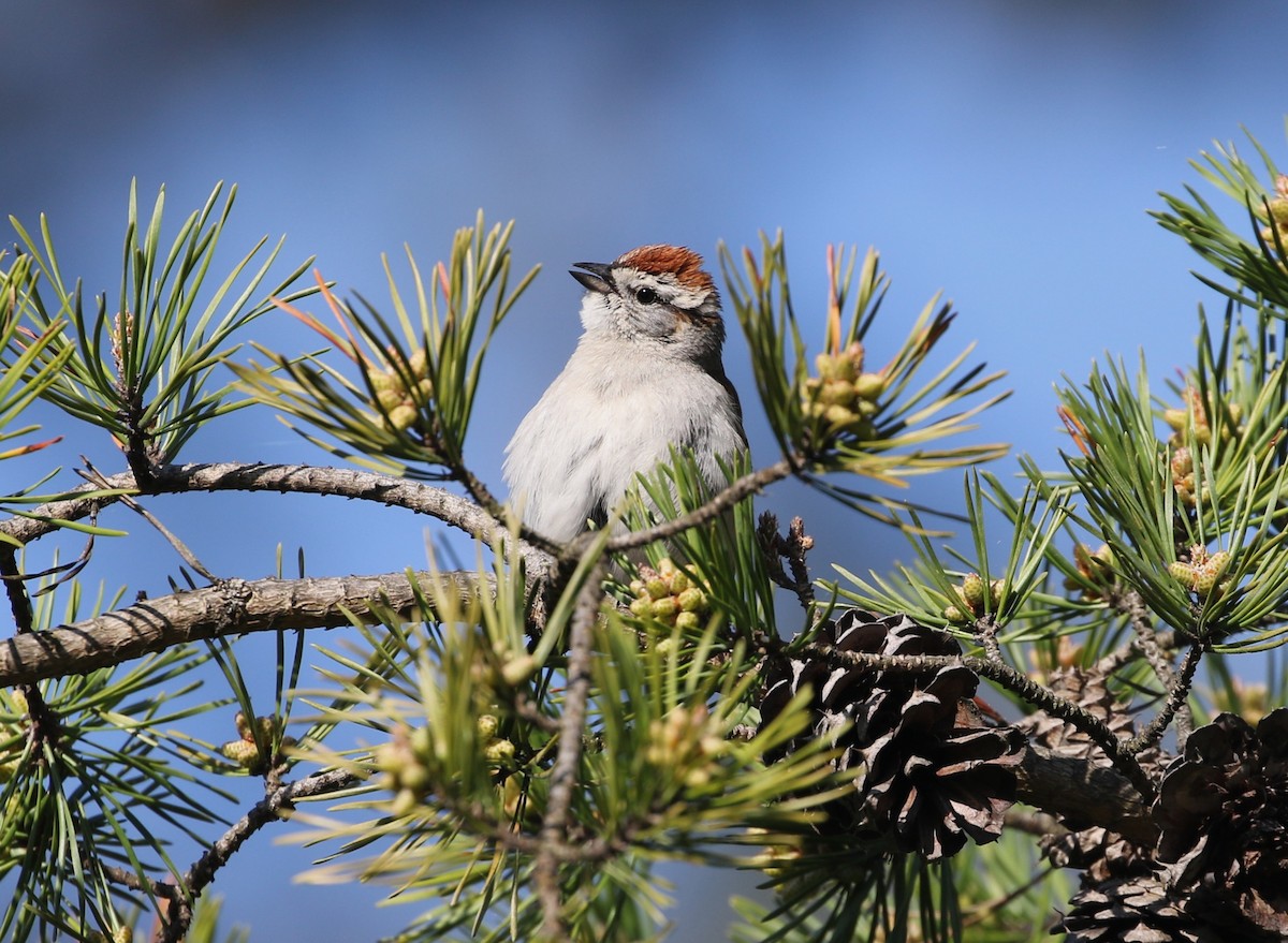 Chipping Sparrow - ML633672685