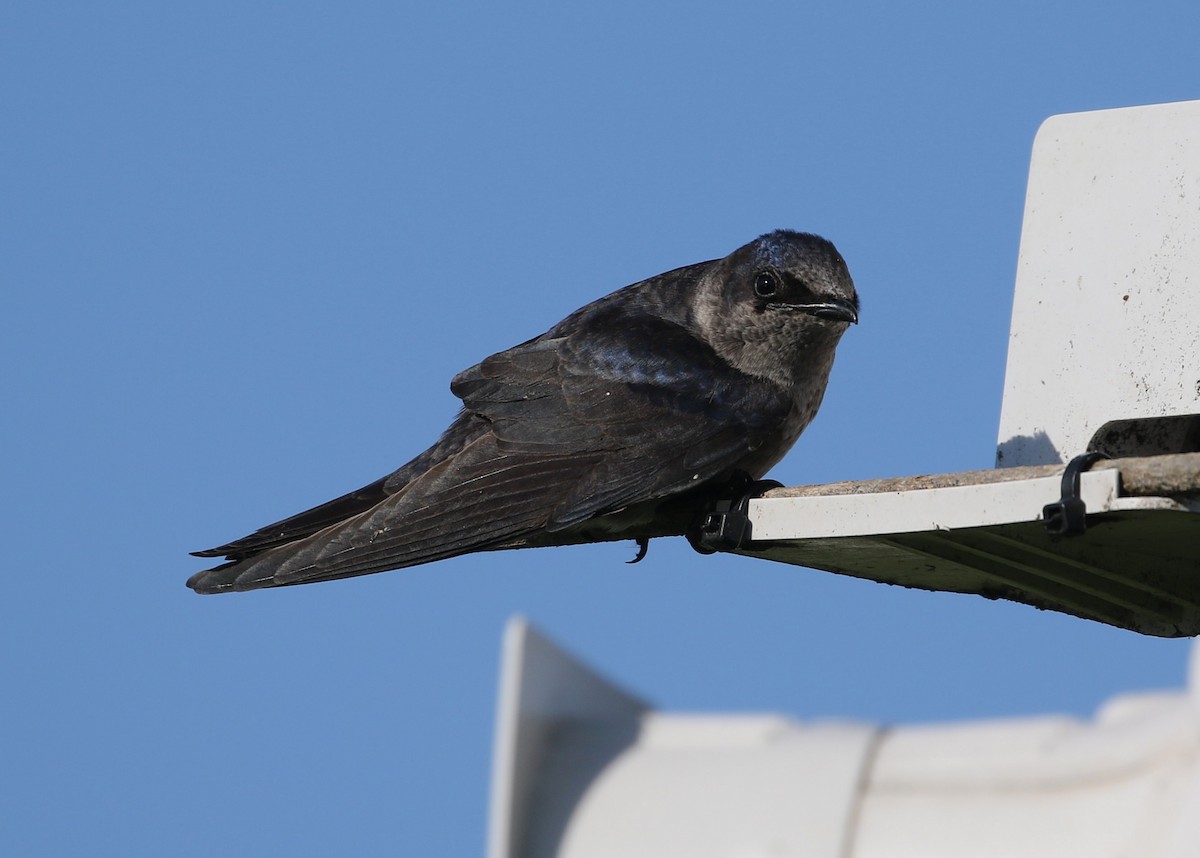 Purple Martin - ML633672701