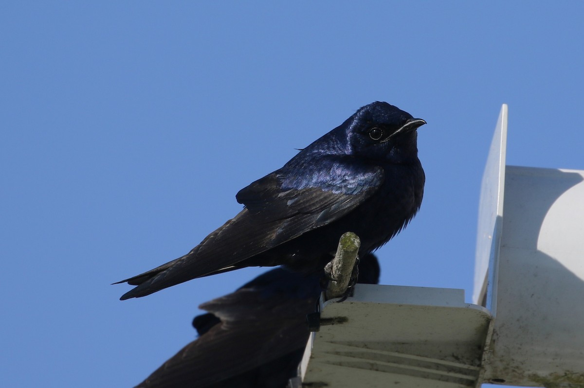 Purple Martin - ML633672702