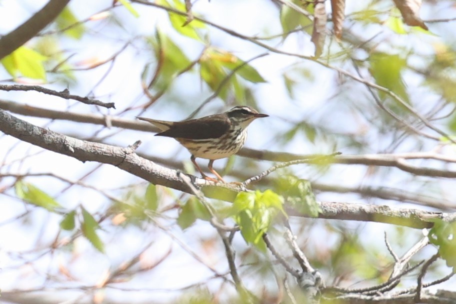 Louisiana Waterthrush - ML633673281