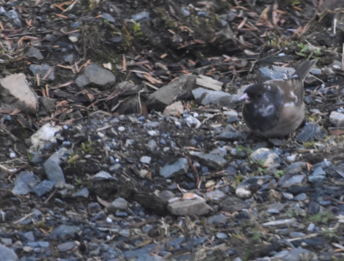 strnadec zimní - ML633673486