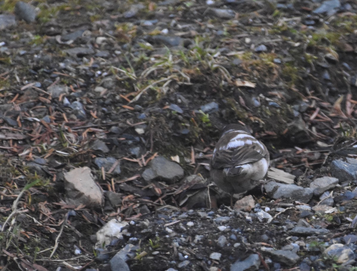 strnadec zimní - ML633673487