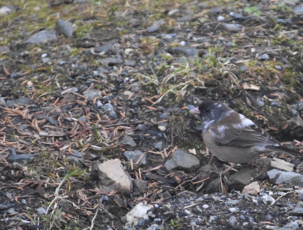 strnadec zimní - ML633673488